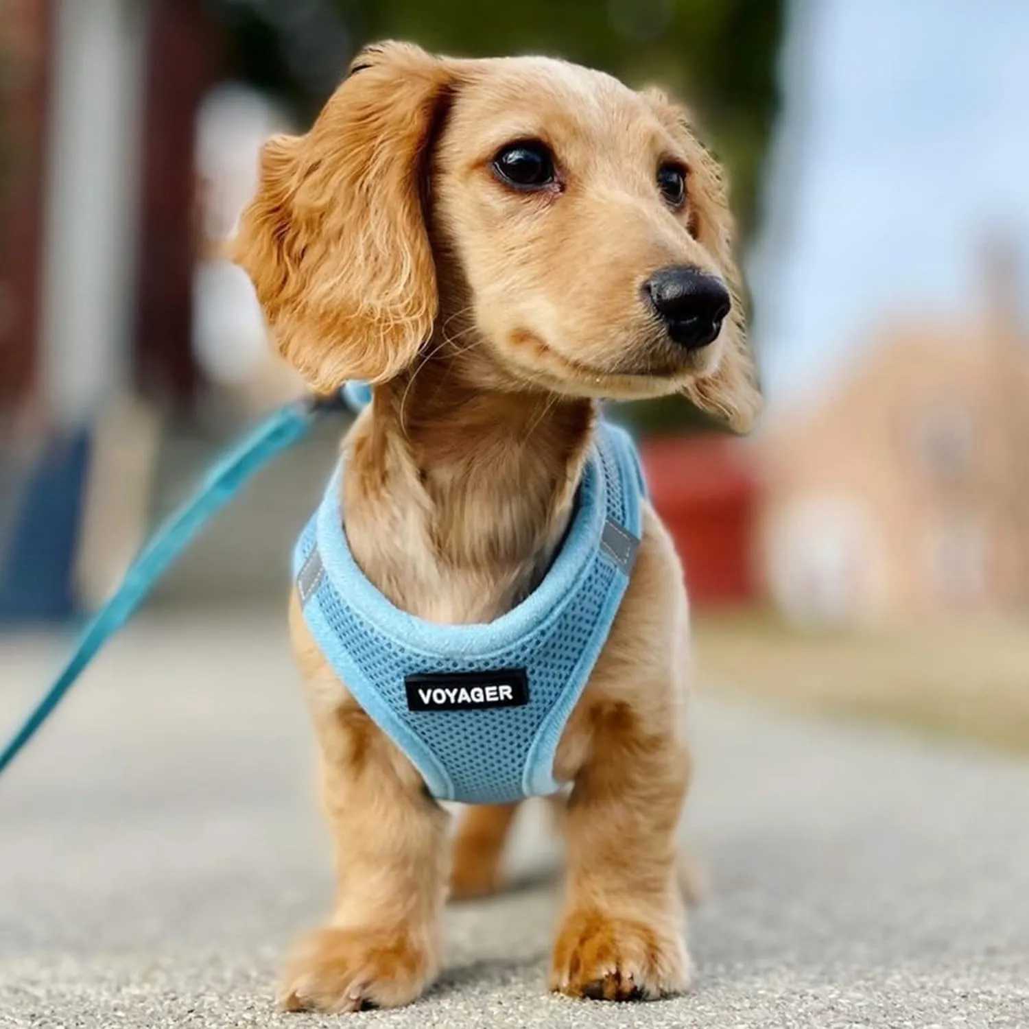 Best Pet Supplies - All Weather Mesh, Reflective, No Pull Harness for Small, Medium Dogs, Cats - Secure with Hook & Loop Fastener, Buckle, Double D-Rings - Baby Blue, M