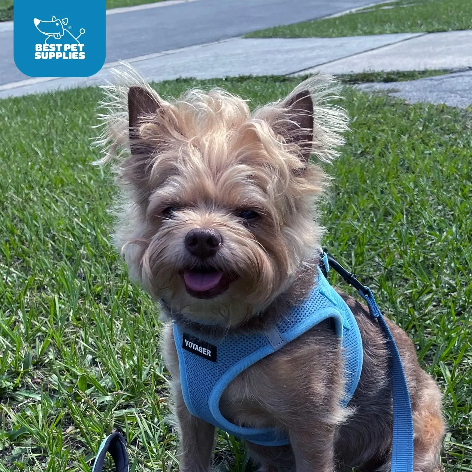 Best Pet Supplies - All Weather Mesh, Reflective, No Pull Harness for Small, Medium Dogs, Cats - Secure with Hook & Loop Fastener, Buckle, Double D-Rings - Baby Blue, M