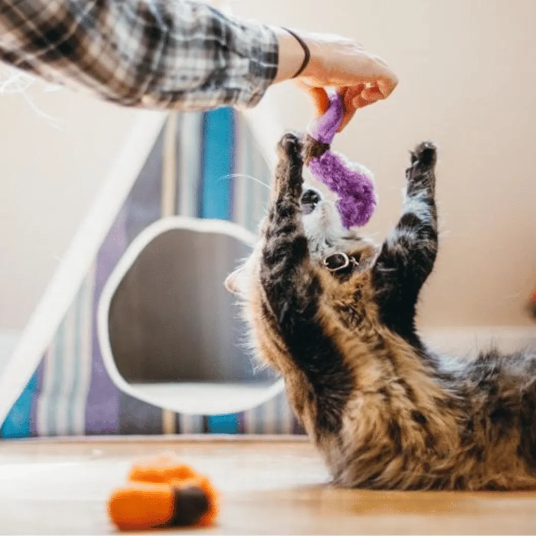 Pet Play Feline Frenzy_Wiggly Wormies Cat Toy