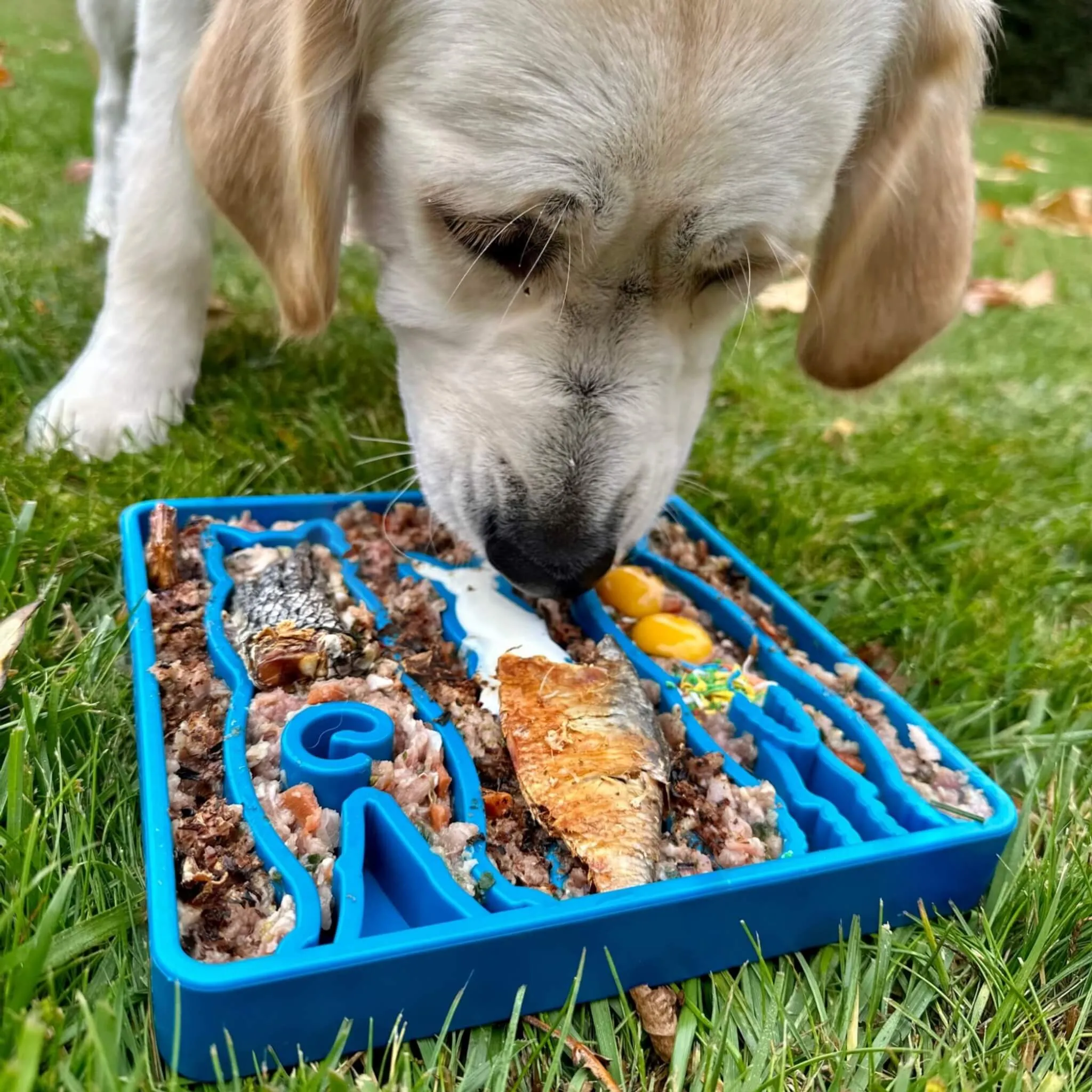 Waiting Dogs Design Mandala Enrichment Tray for Dogs