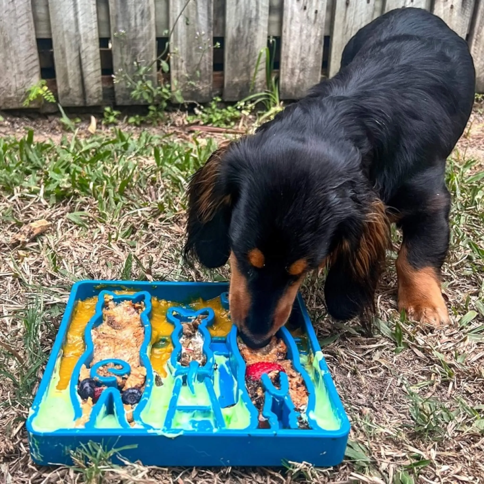 Waiting Dogs Design Mandala Enrichment Tray for Dogs